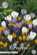 Crocus Vernus Mixed