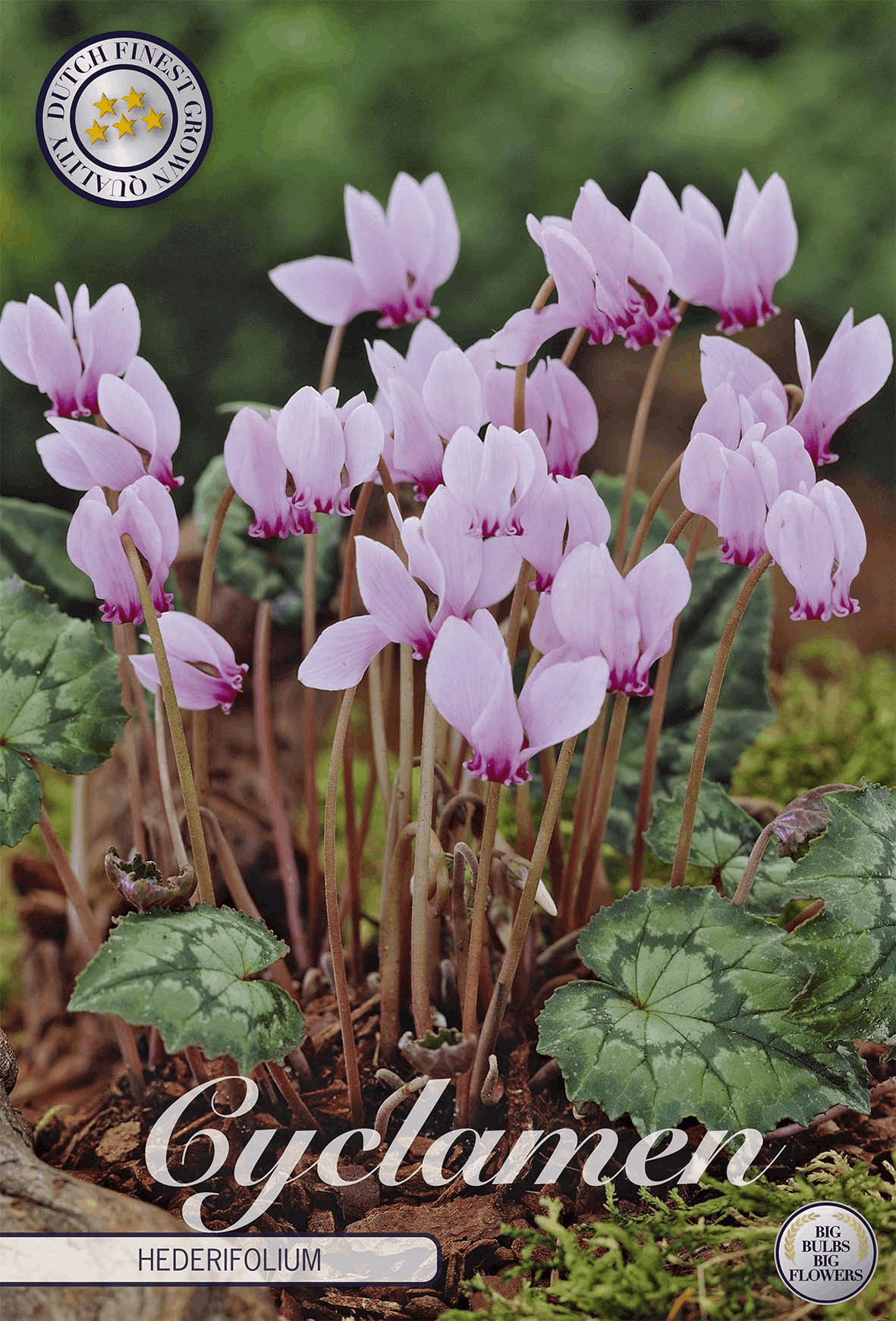 Cyclamen Hederifolium