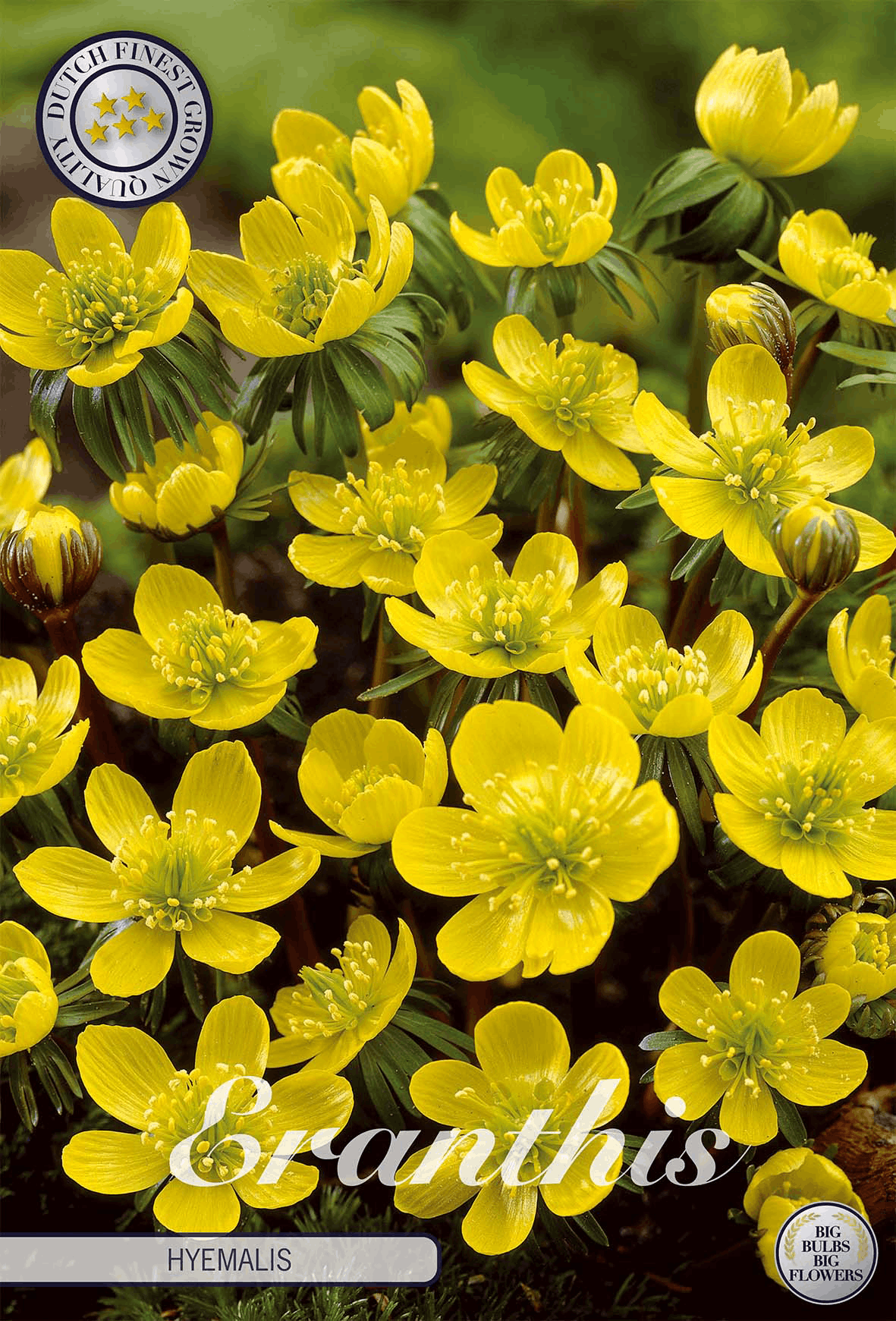 Eranthis Hyemalis