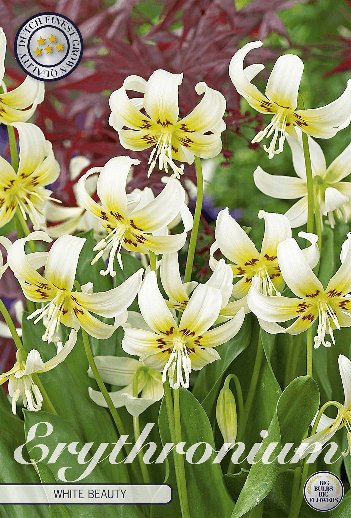Erythronium White Beauty