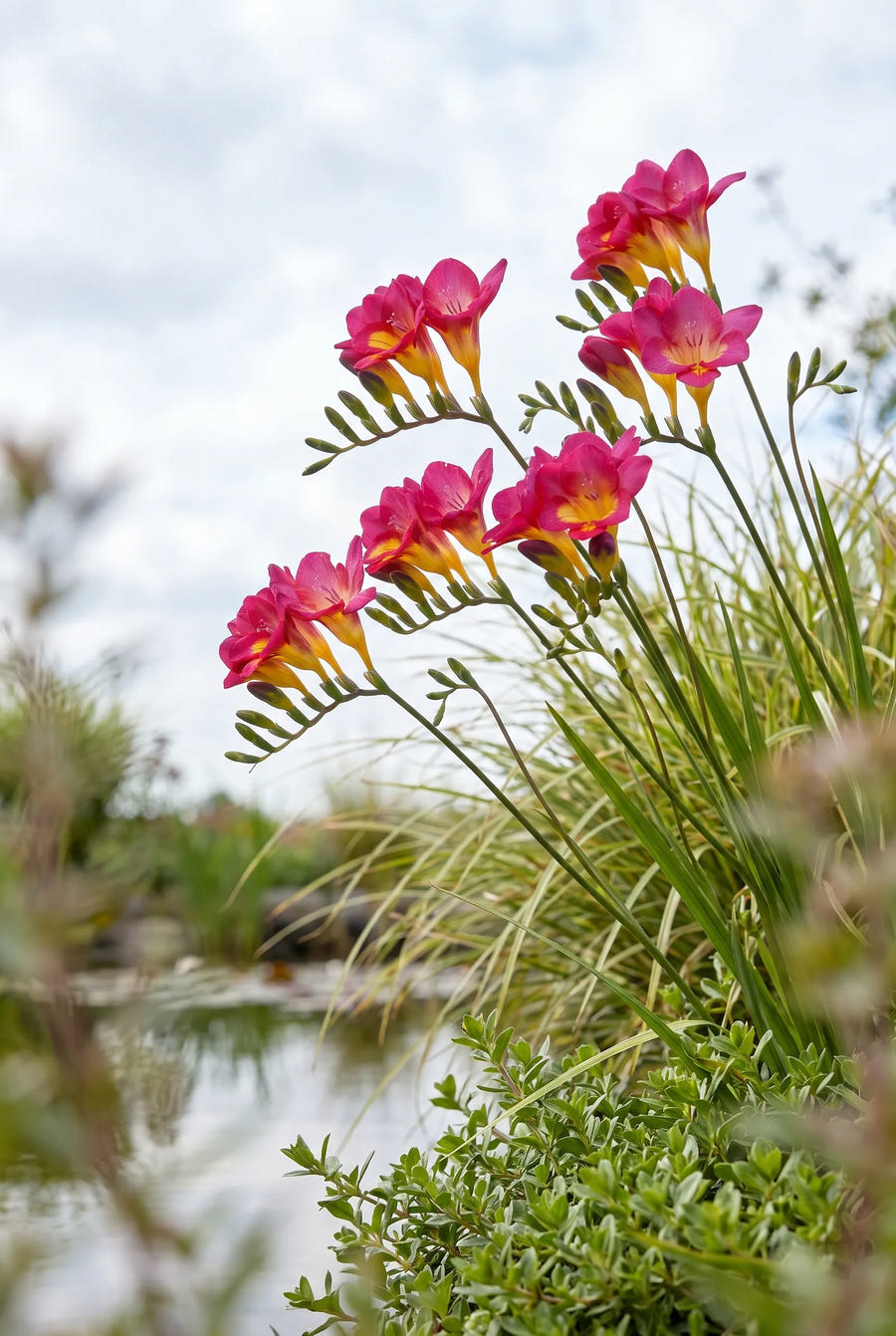 Freesia Pink — in de tuin