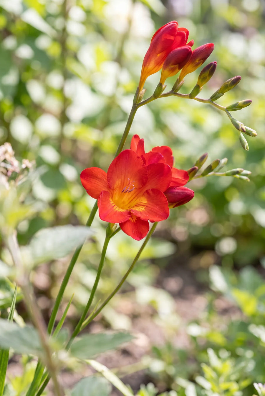 Freesia Red — close-up van de bloem