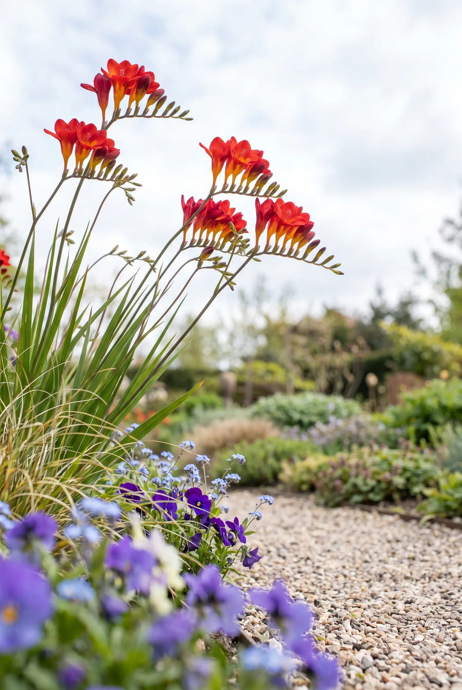 Freesia Red — in de tuin