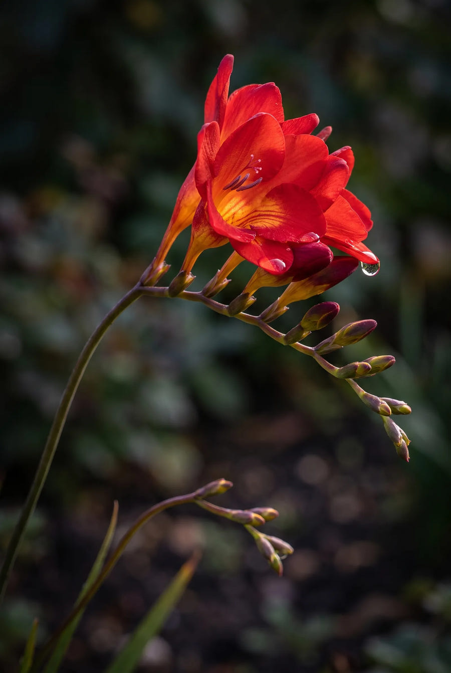 Freesia Red — sfeerbeeld