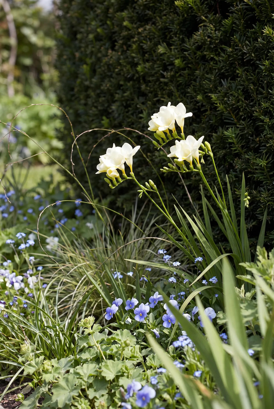 Freesia White — in de border
