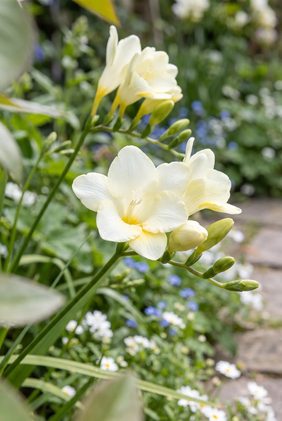 Freesia White — close-up van de bloem