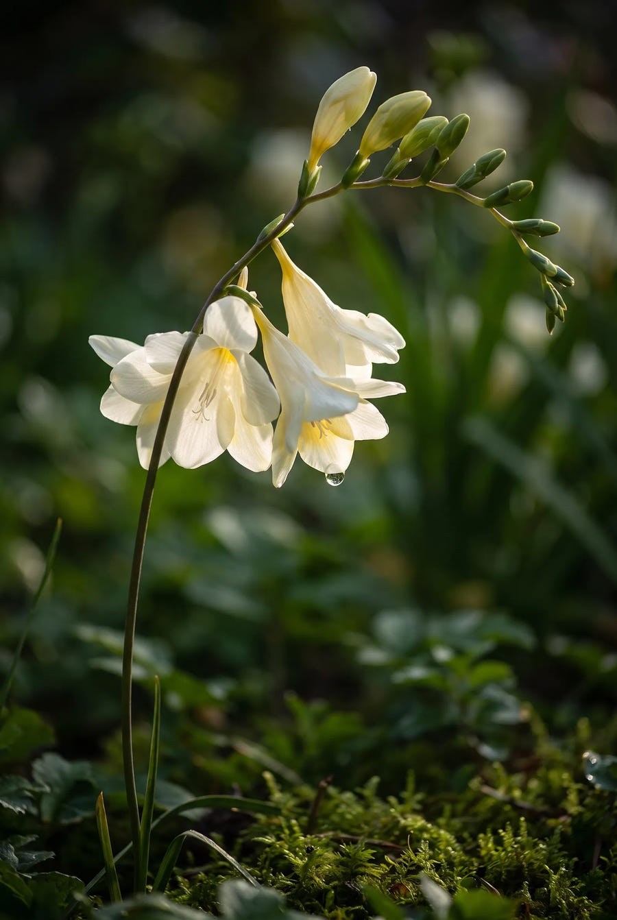 Freesia White — sfeerbeeld