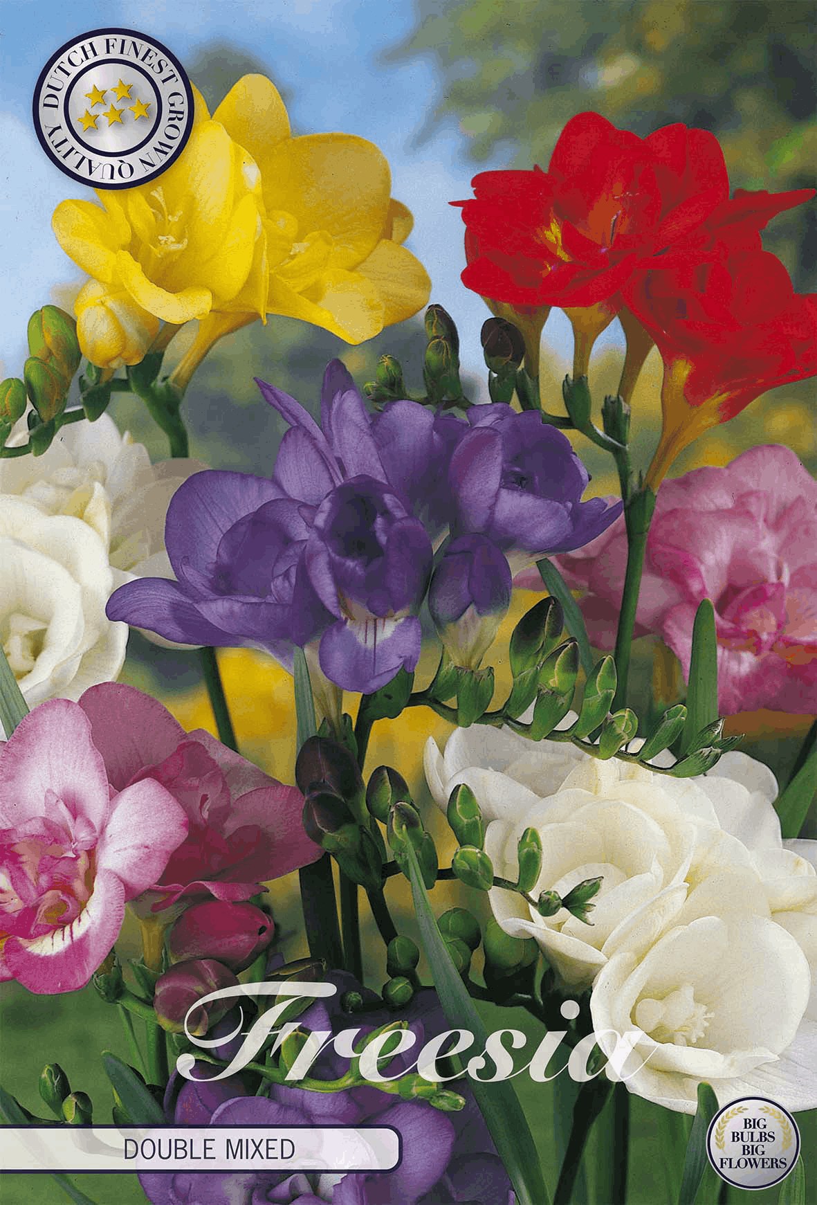 Freesia Double Mixed