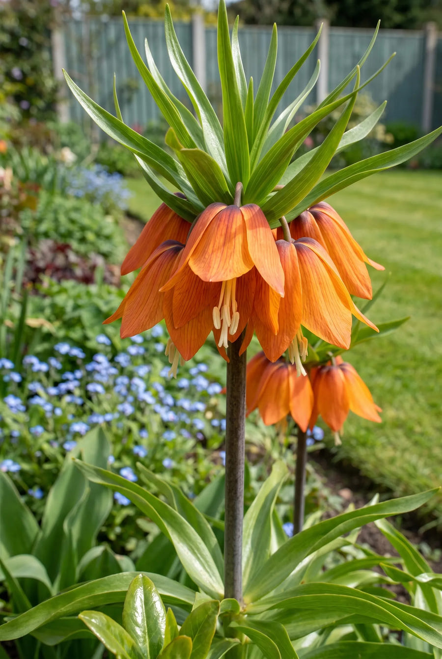 Fritillaria Aurora — close-up van de bloem
