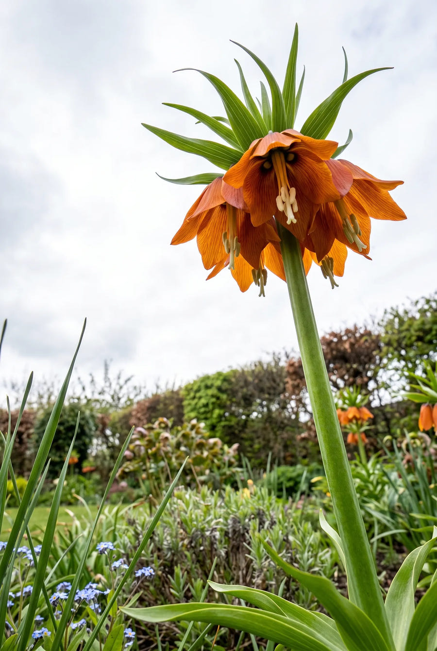 Fritillaria Aurora — in de tuin