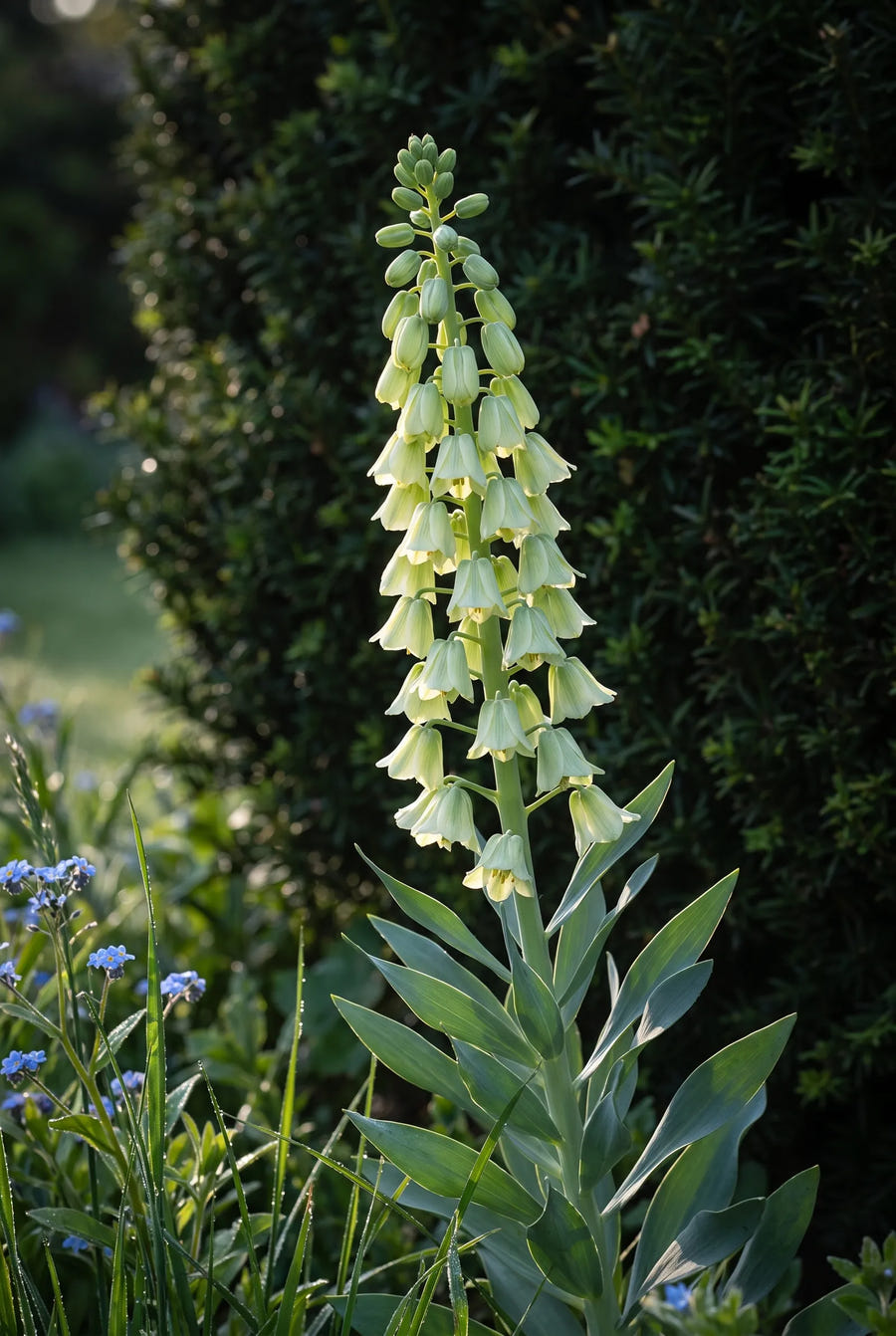 Fritillaria Ivory Bells — sfeerbeeld