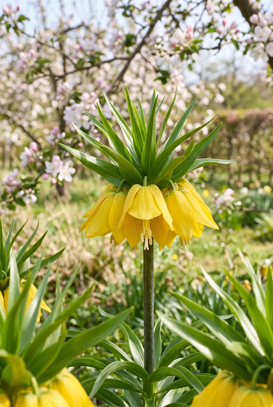 Fritillaria Lutea — close-up van de bloem