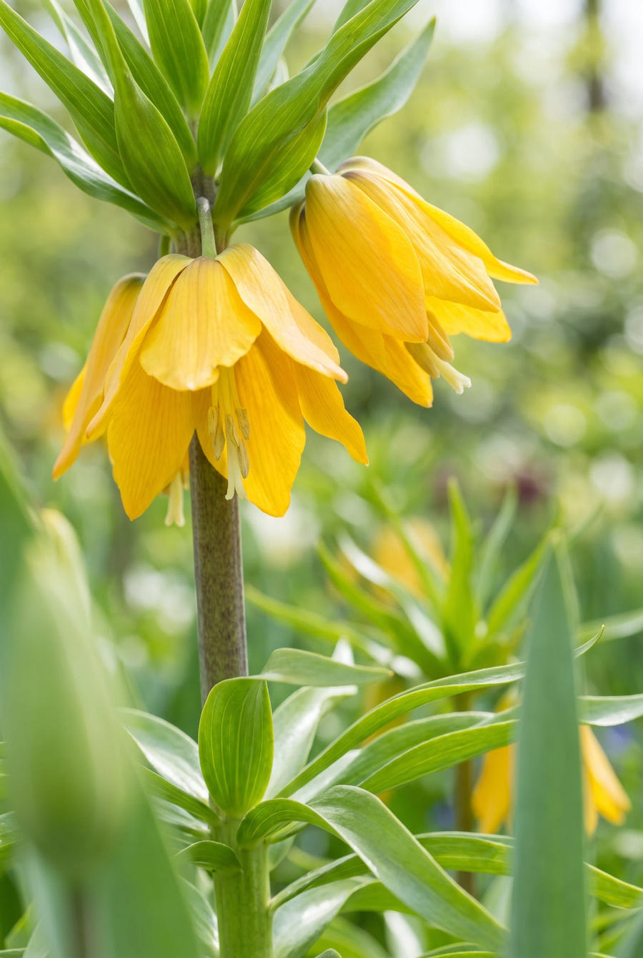Fritillaria Lutea — sfeervol portret