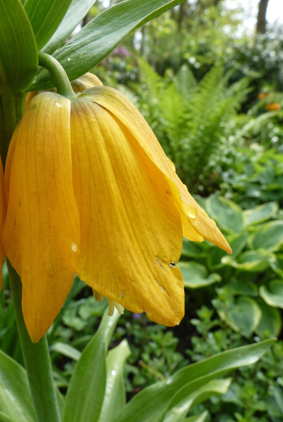 Fritillaria Lutea — detail van de bloemblaadjes