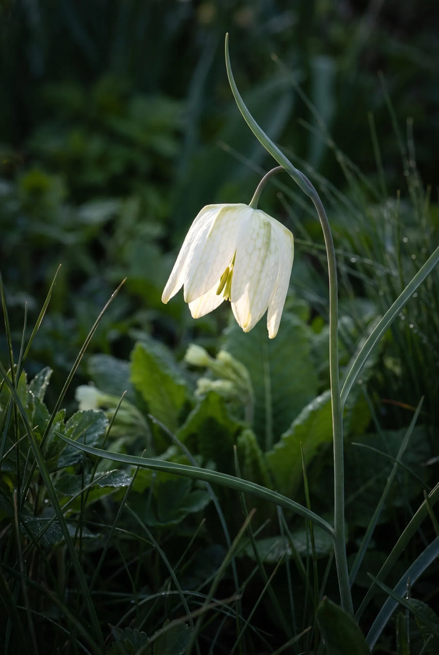 Fritillaria Meleagris Alba — sfeerbeeld