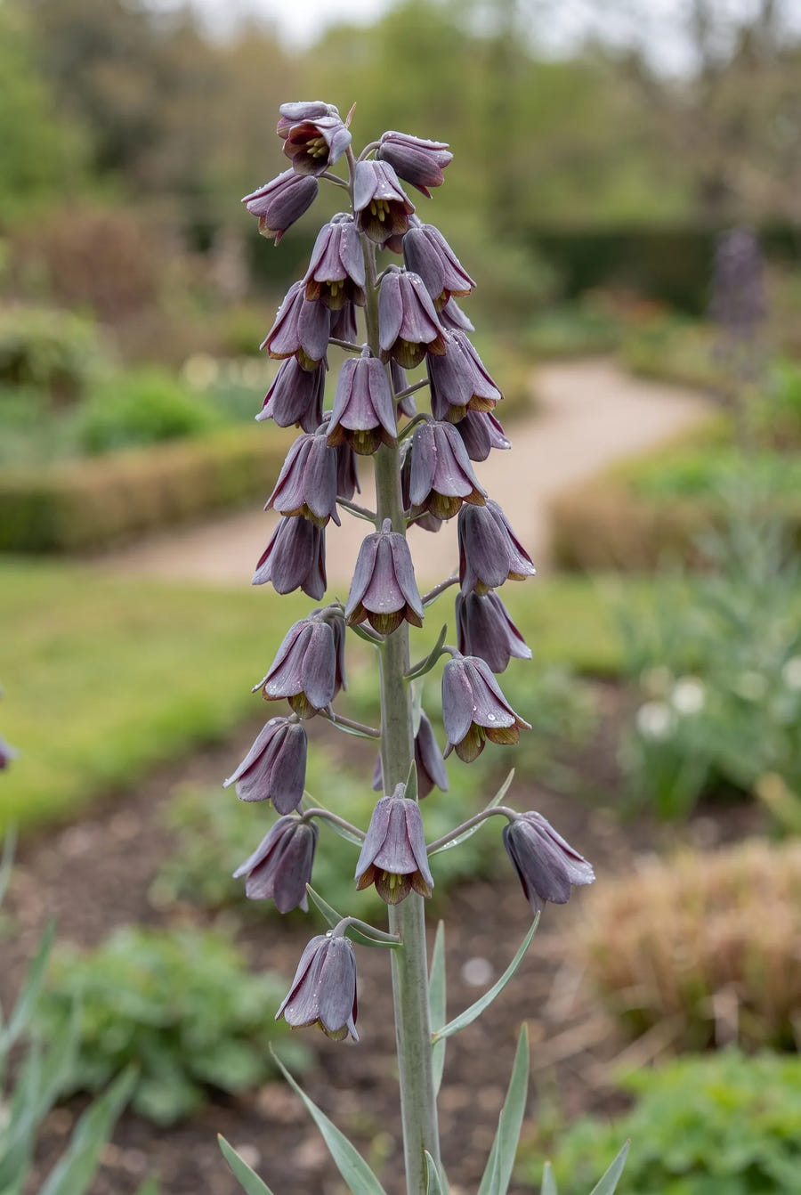 Fritillaria Persica — close-up van de bloem