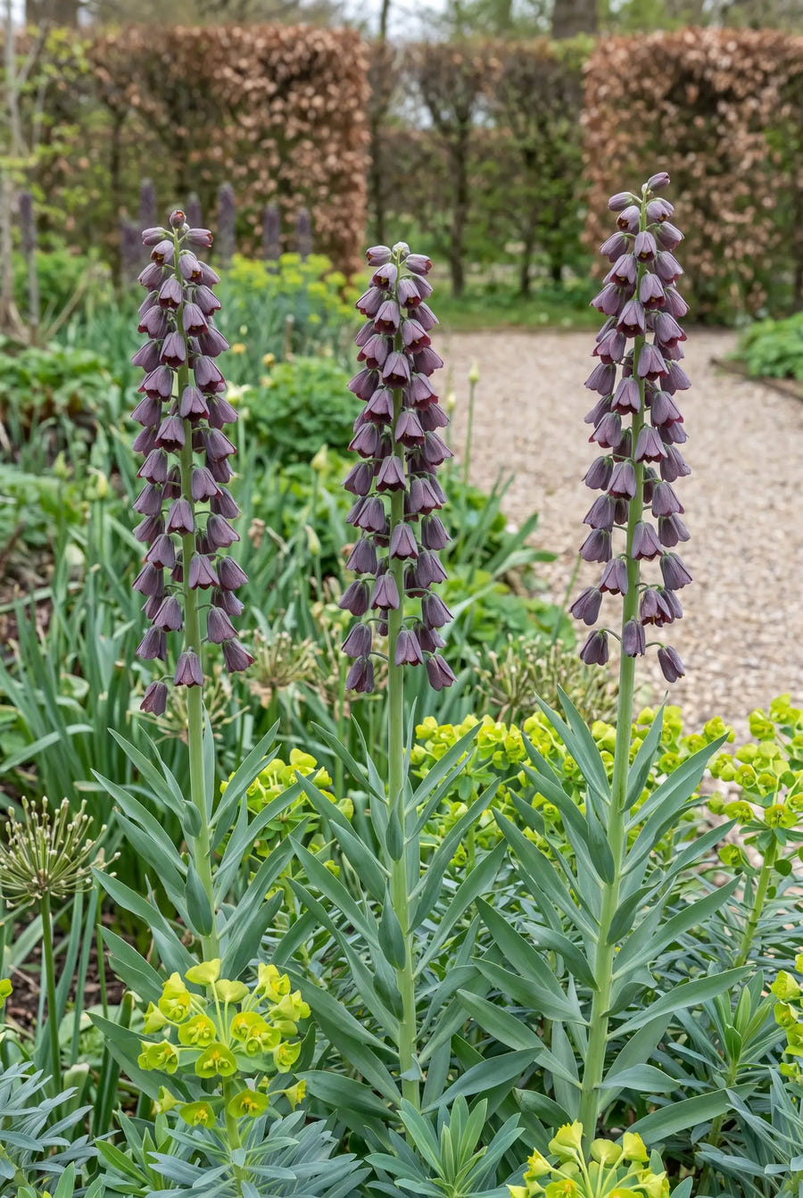 Fritillaria Persica — groep in de tuinborder