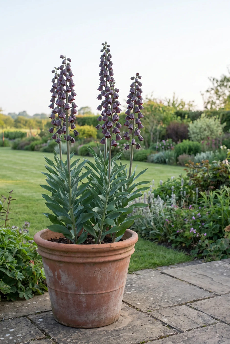 Fritillaria Persica — in pot op terras