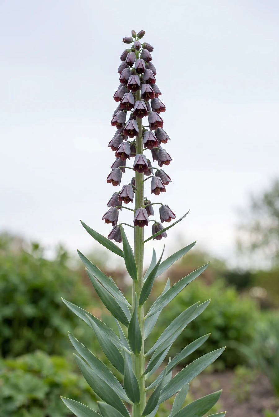 Fritillaria Persica — in de tuin