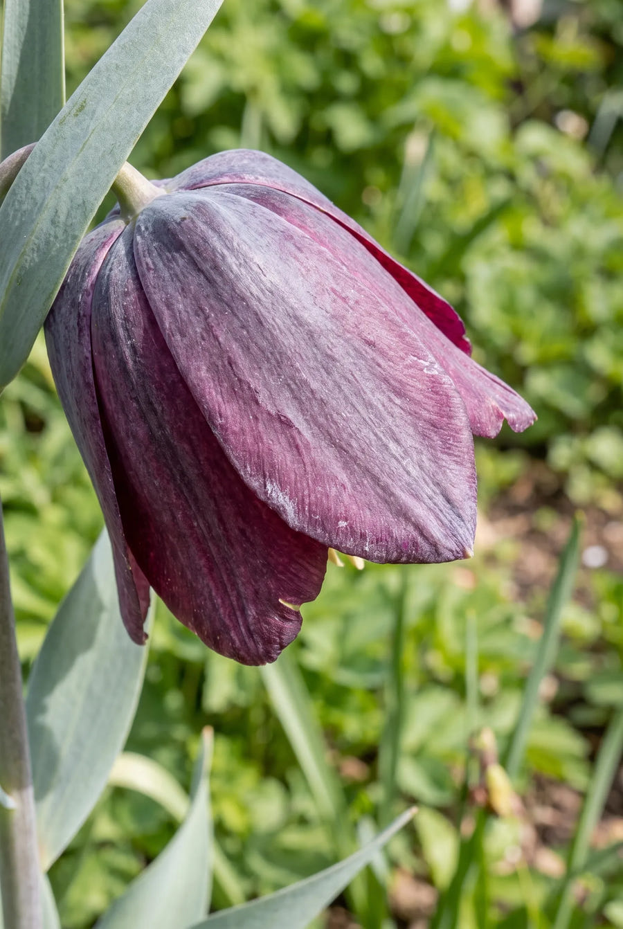Fritillaria Persica — macro-detail van de bloemblaadjes