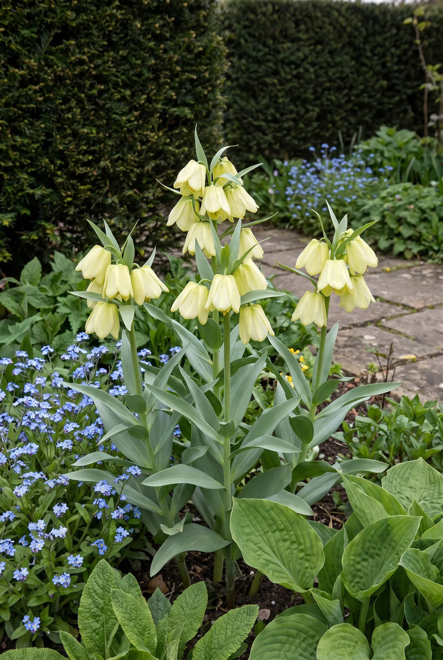 Fritillaria Pallidiflora — groep in de tuinborder