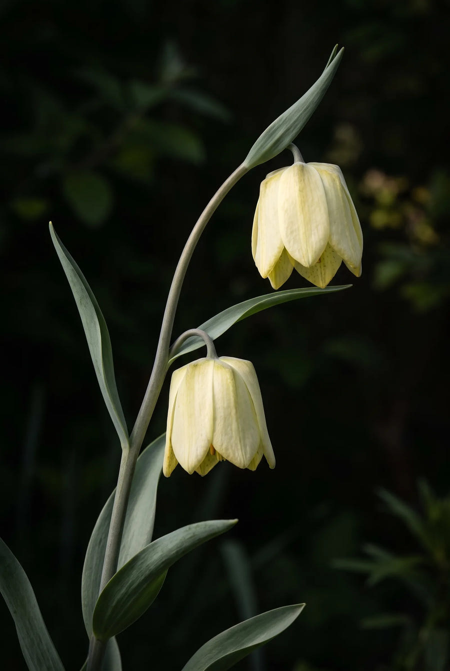Fritillaria Pallidiflora — sfeerbeeld