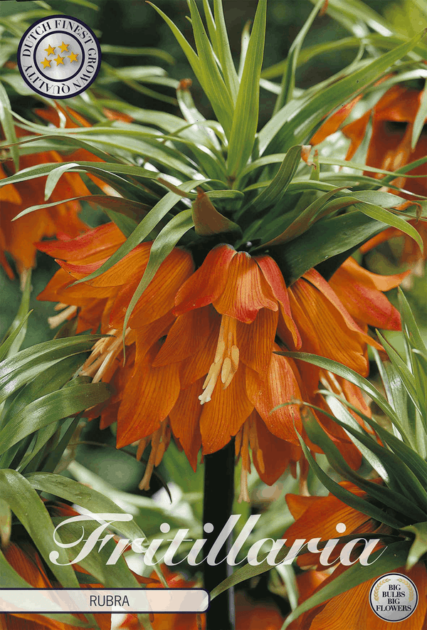 Fritillaria Rubra