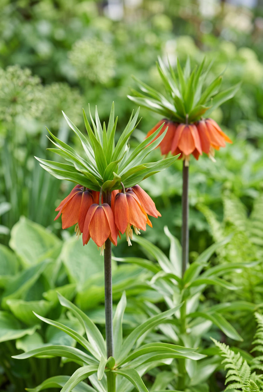 Fritillaria Rubra — sfeervol portret