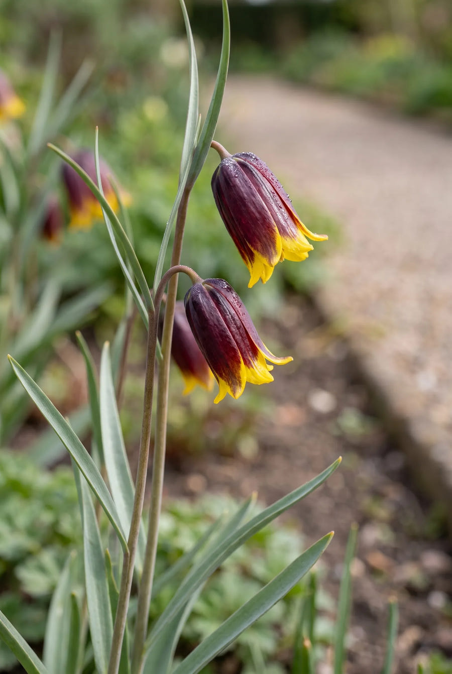 Fritillaria Uva-Vulpis — close-up van de bloem