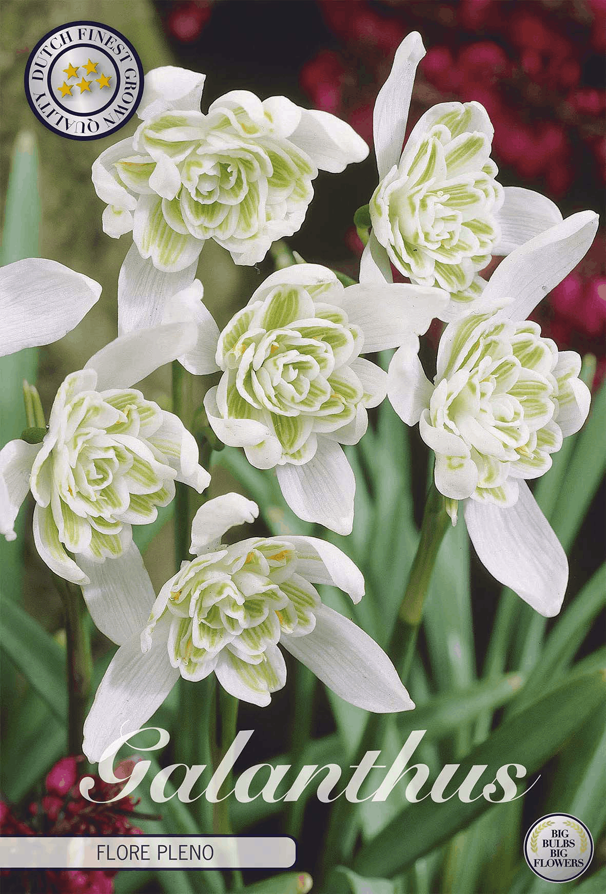 Galanthus Flore Pleno