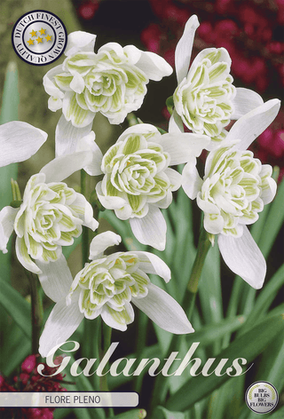 Flower bulbs