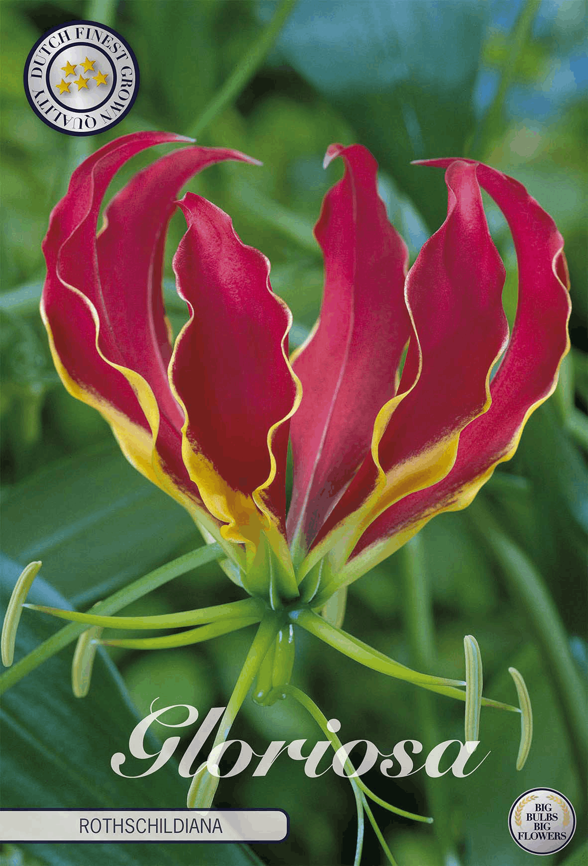 Gloriosa Rothschildiana