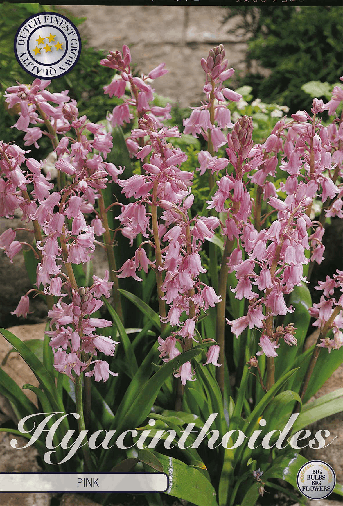 Hyacinthoides Pink