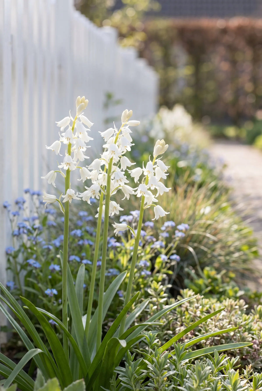 Hyacinthoides White — in de border