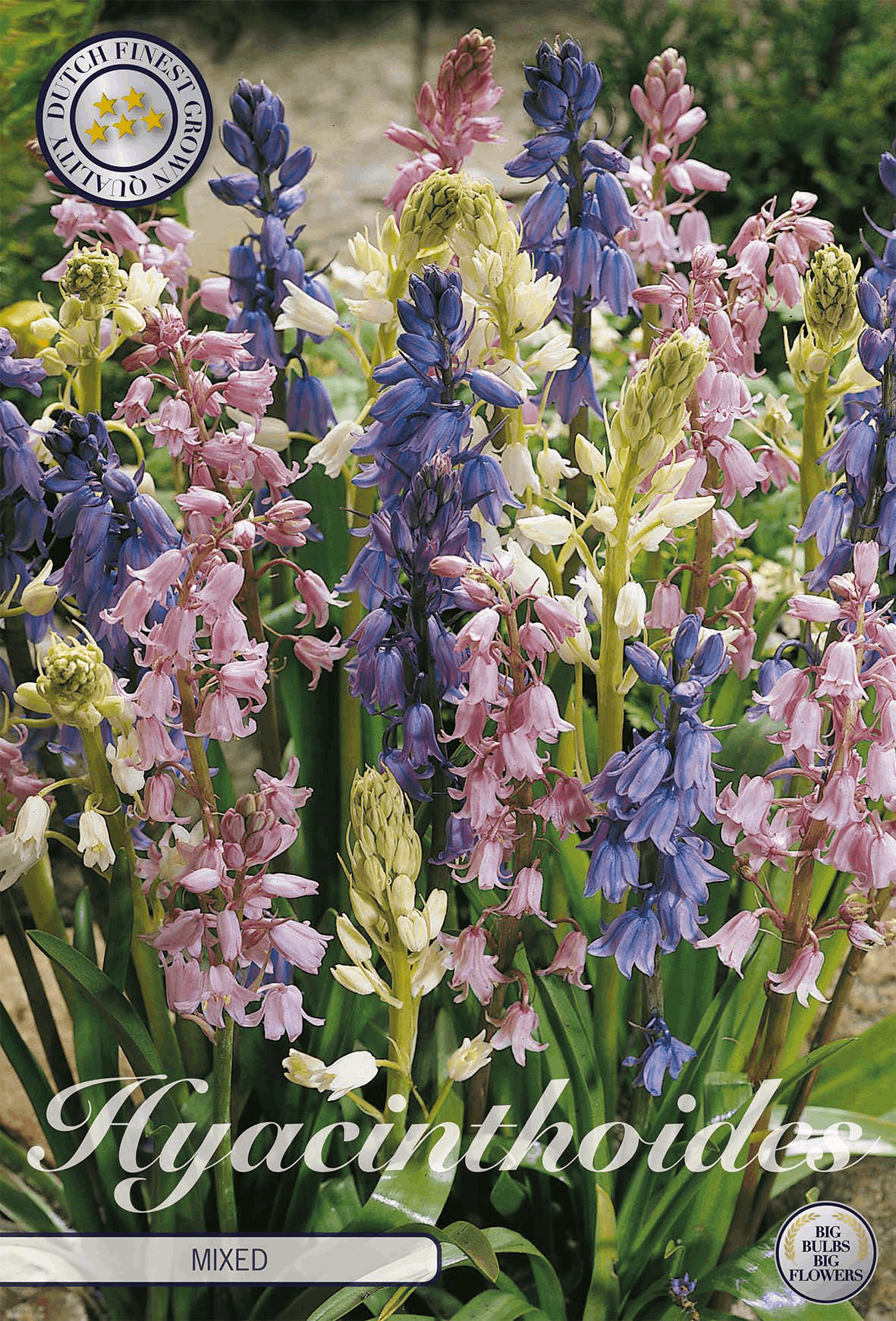 Hyacinthoides Mixed