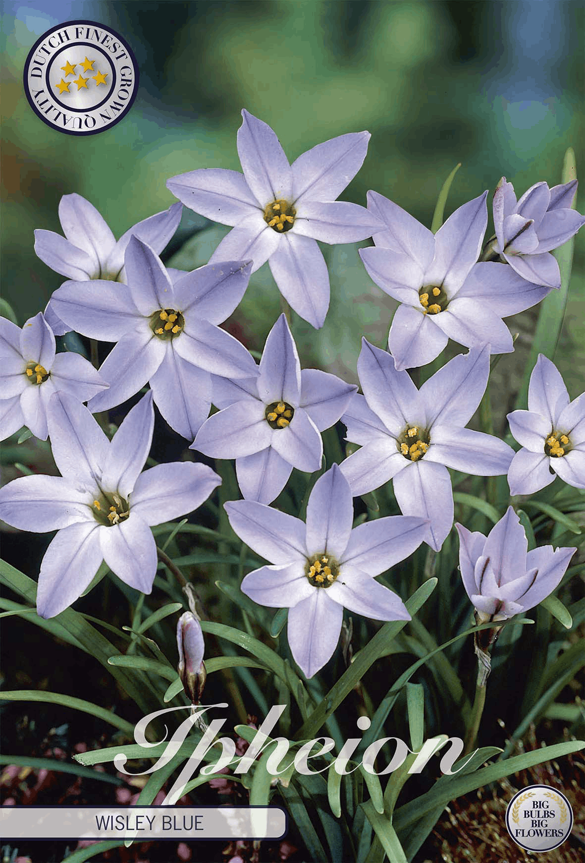 Ipheion Wisley Blue