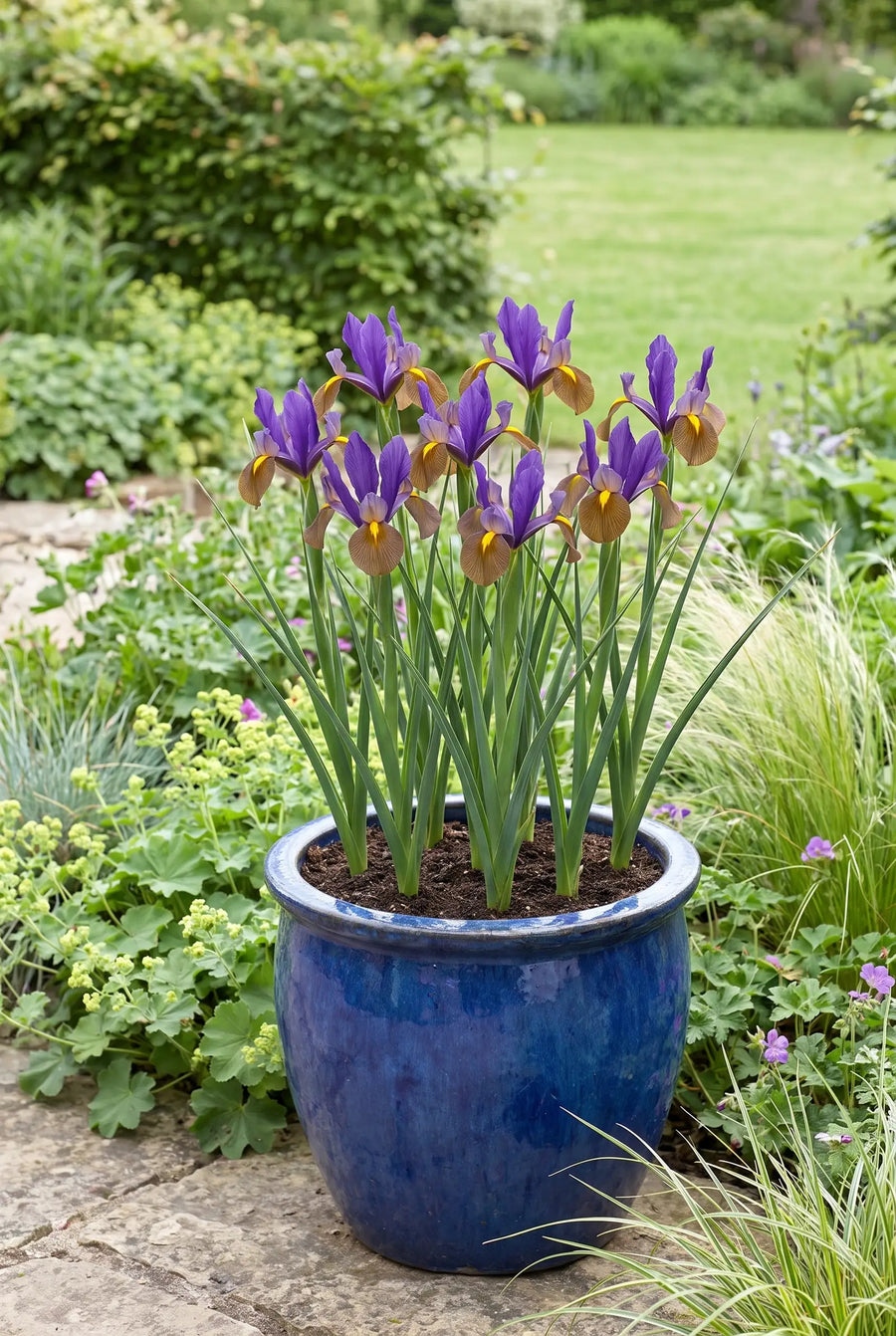 Iris Black Beauty — in pot op terras