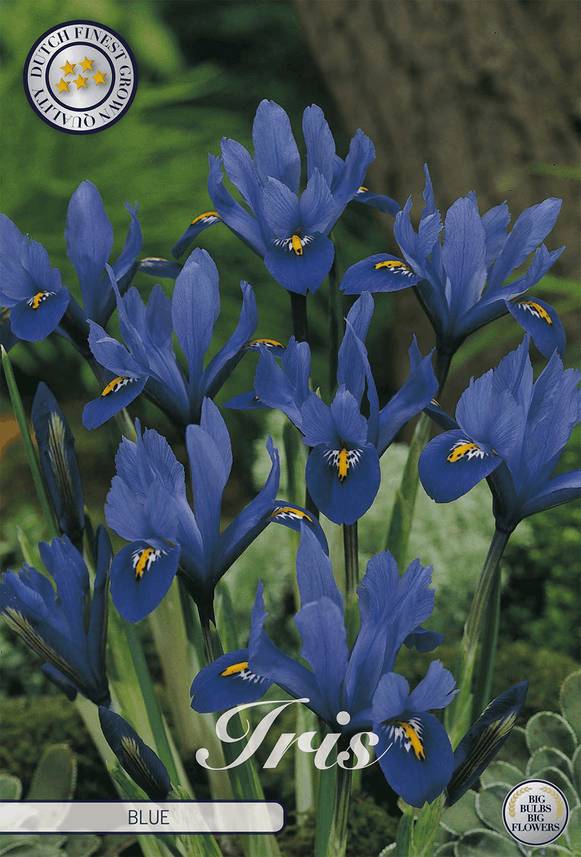 Iris Blue