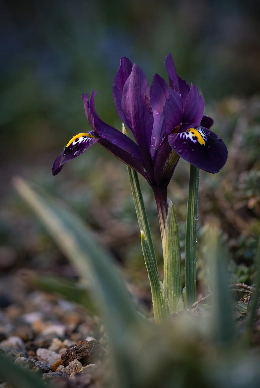 Iris Purple Hill — sfeerbeeld