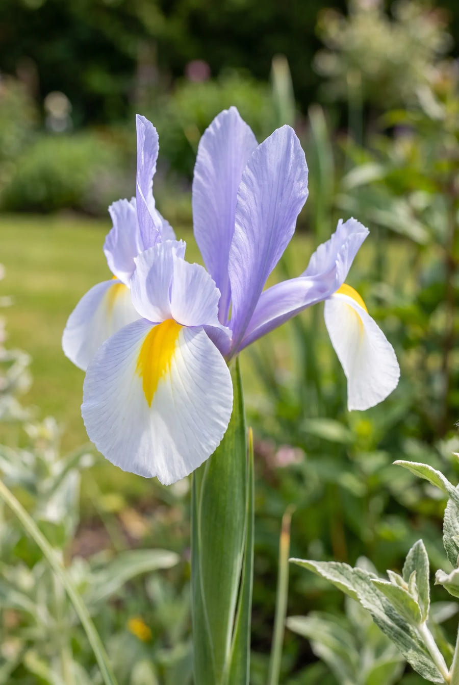 Iris Surprise — close-up van de bloem