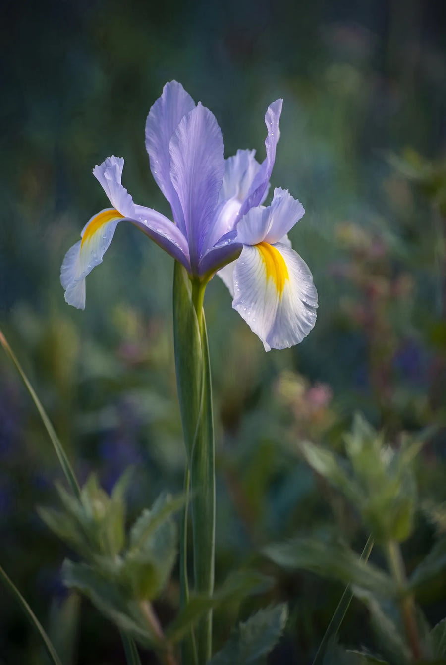 Iris Surprise — sfeerbeeld