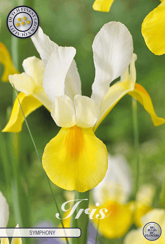 Iris Symphony