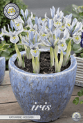 Iris Katharine Hodgkin - BLOM Garden capper image