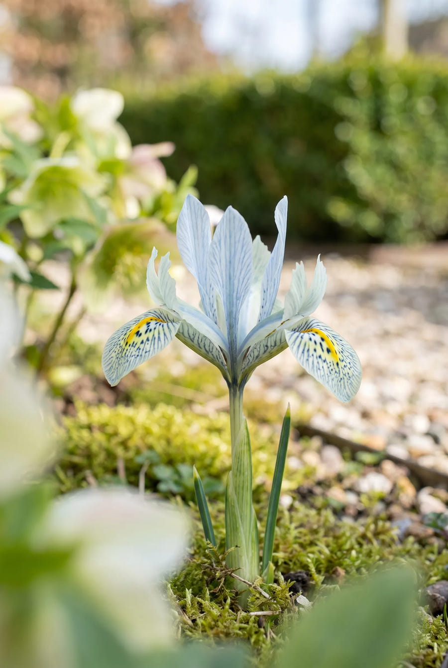 Iris Katharine Hodgkin — close-up van de bloem
