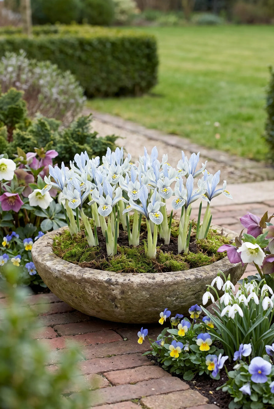 Iris Katharine Hodgkin — in pot op terras