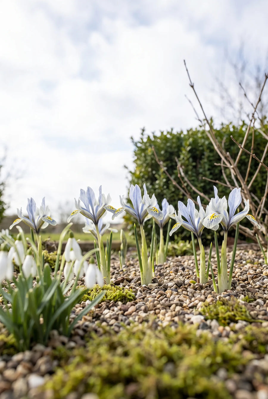 Iris Katharine Hodgkin — in de tuin