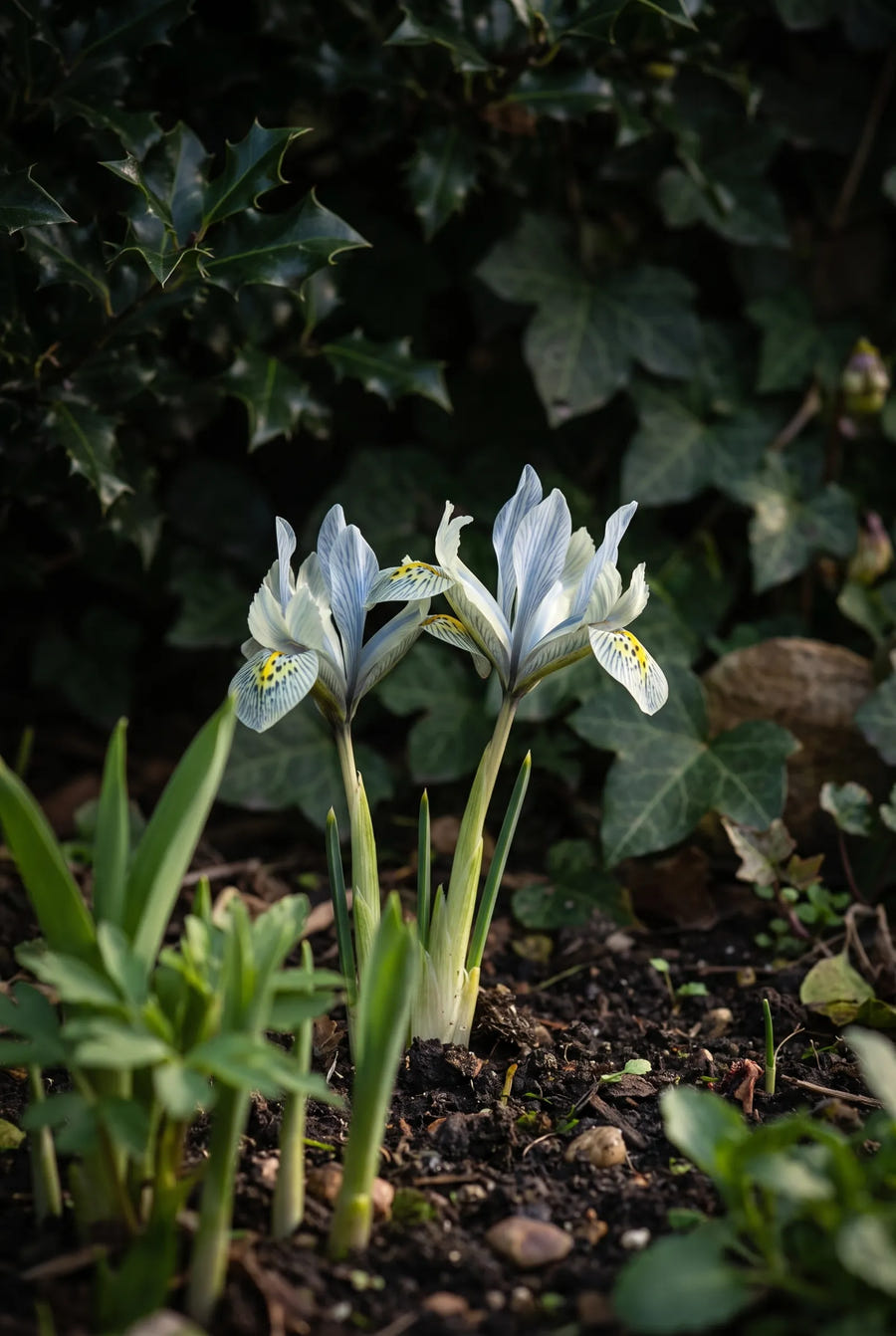Iris Katharine Hodgkin — sfeerbeeld
