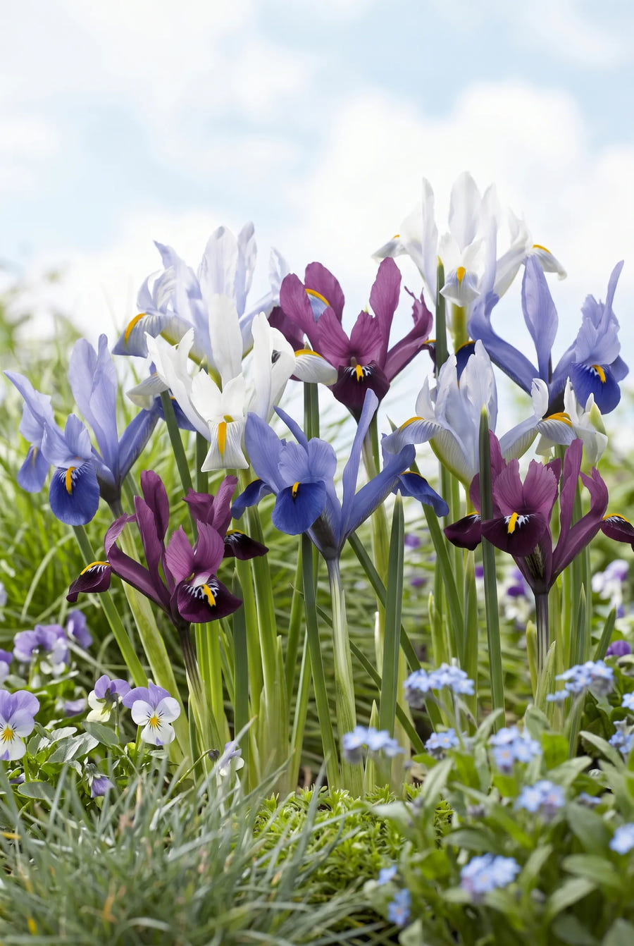 Iris Reticulata Mixed — in de tuin