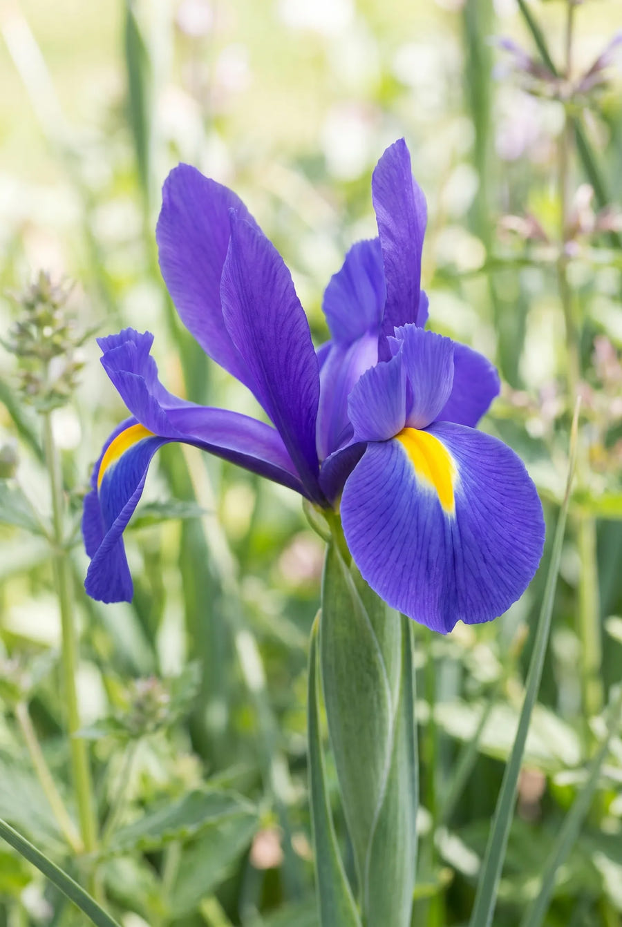 Iris Hollandica Mixed — close-up van de bloem