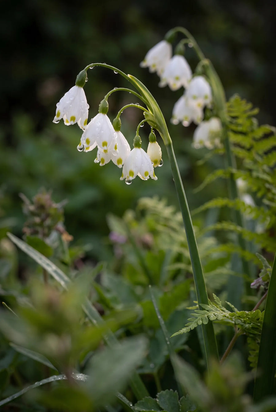 Leucojum Aestivum — sfeerbeeld